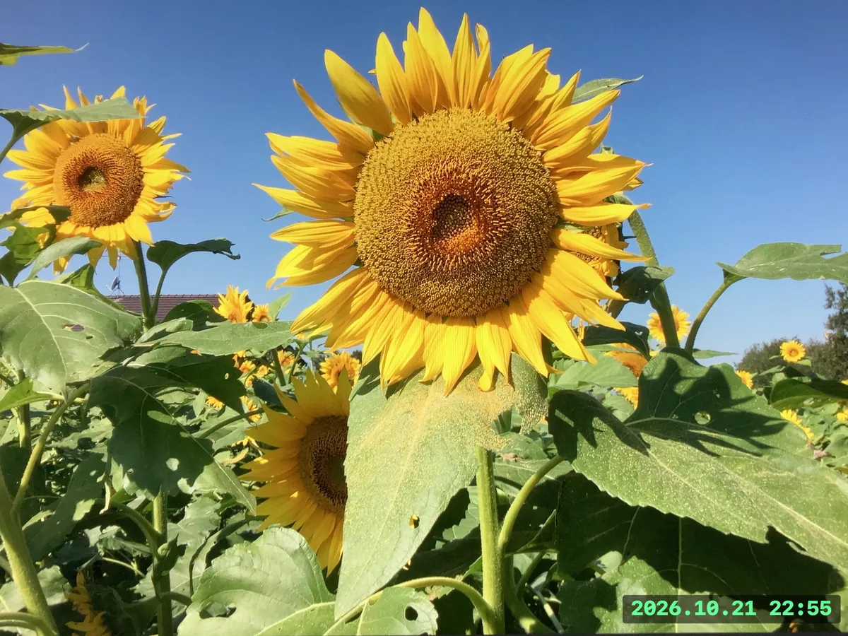 ひまわりの自然な色合い